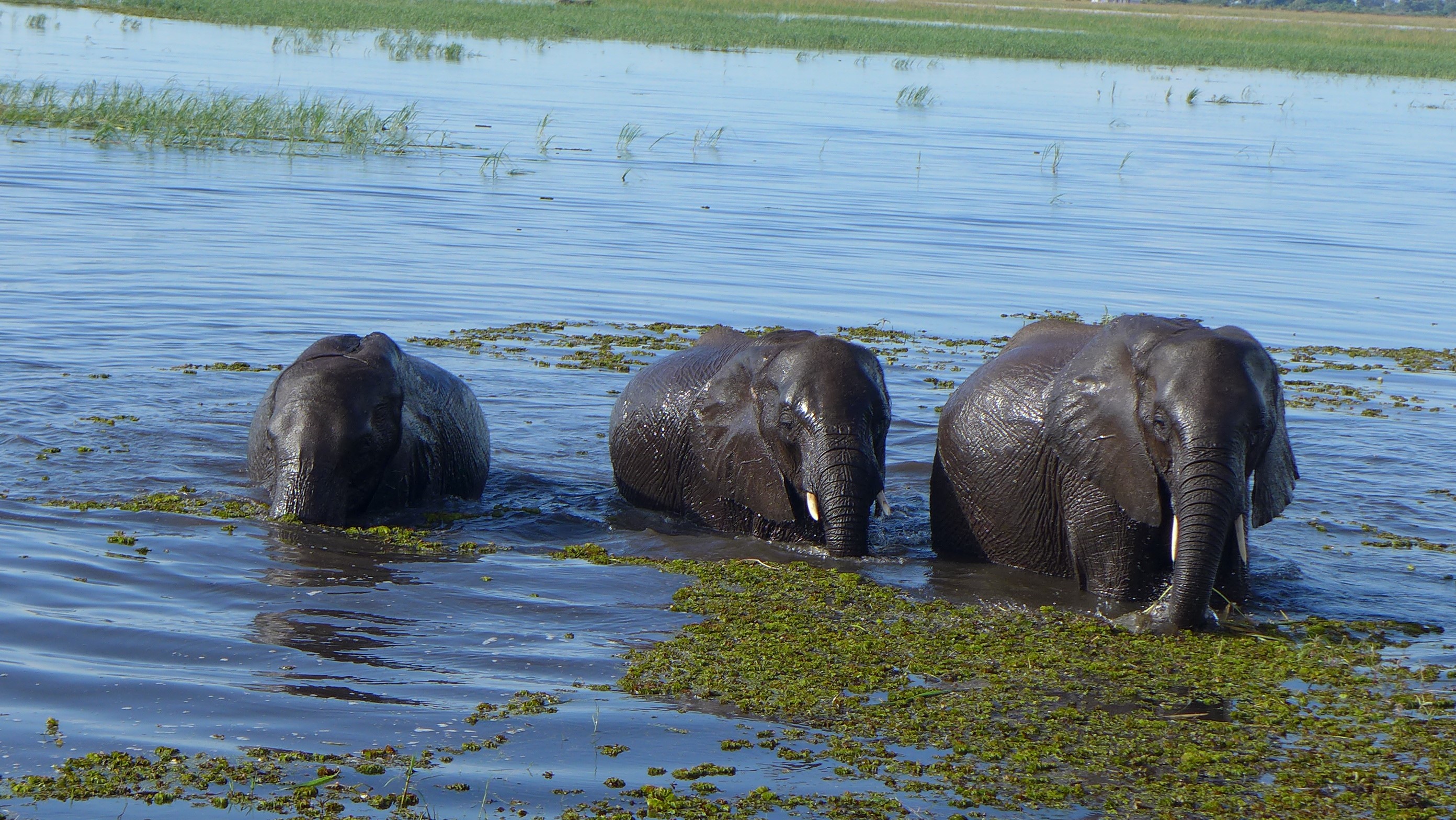 Elephants